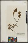 Foto von Salix arbuscula L.